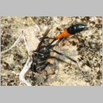 Ammophila sabulosa - Sandwespe 64u Sandwespe-beim-Nestverschluss-Sandgrube-Niedringhaussee.jpg